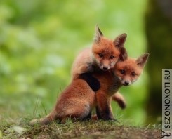 baby-foxes-1600x1200.jpg