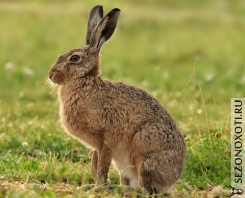 brown-hare-32.jpg