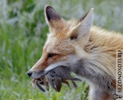 do-foxes-eat-cats1.jpg