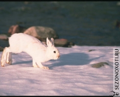 foto_hare_rabbit_21.jpg