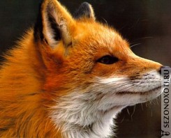 fox35.jpg