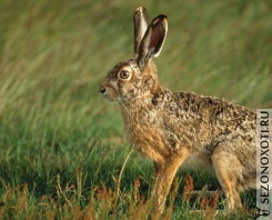 jack-rabbit-hare.jpg