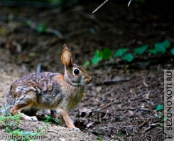 wild-hare-11.jpg